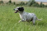 SETTER ANGLAIS 296